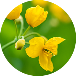 pf-c72f94fe--GreaterCelendine