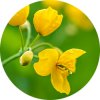 pf c72f94fe GreaterCelendine