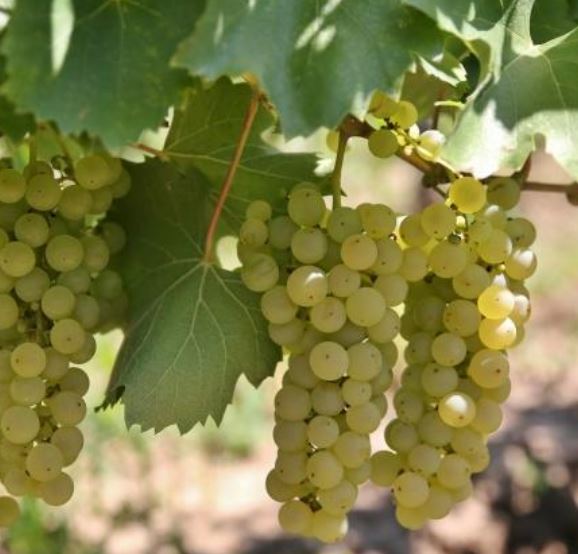 Fetească Albă – tradiční bílá odrůda Moldavska a Rumunska
