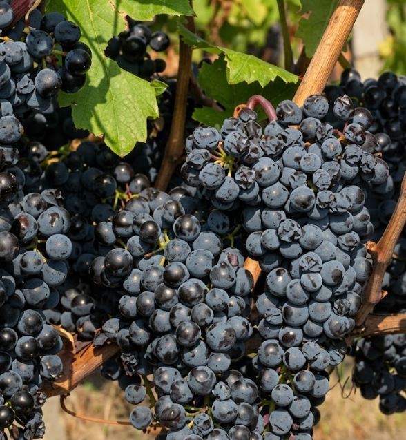 Fetească Neagră – starobylá modrá odrůda Moldavska a Rumunska