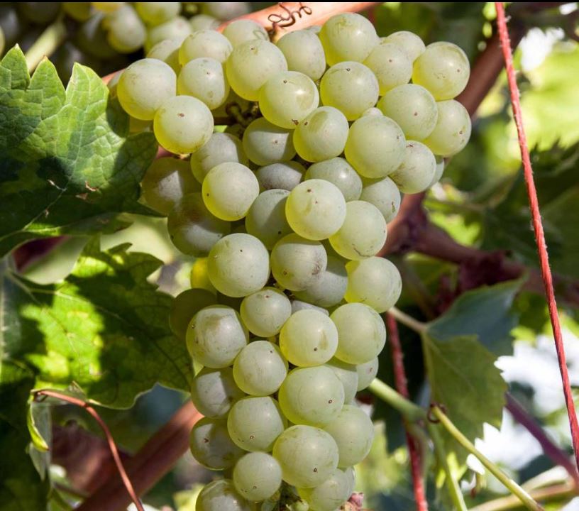 Fetească Regală – aromatická bílá odrůda Moldavska a Rumunska