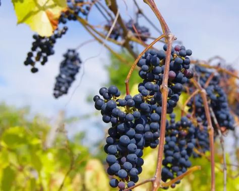 Rará Neagră – původní moldavská modrá odrůda s charakterem