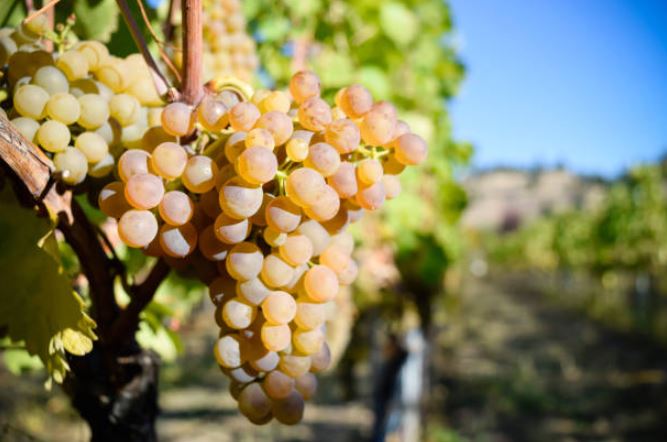 kvevri-tradicni-gruzinska-nadoba-vino.jpg