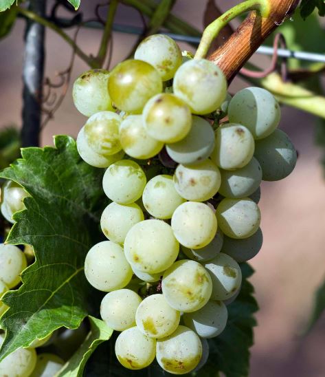 Viorica – aromatická bílá odrůda vyšlechtěná v Moldavsku