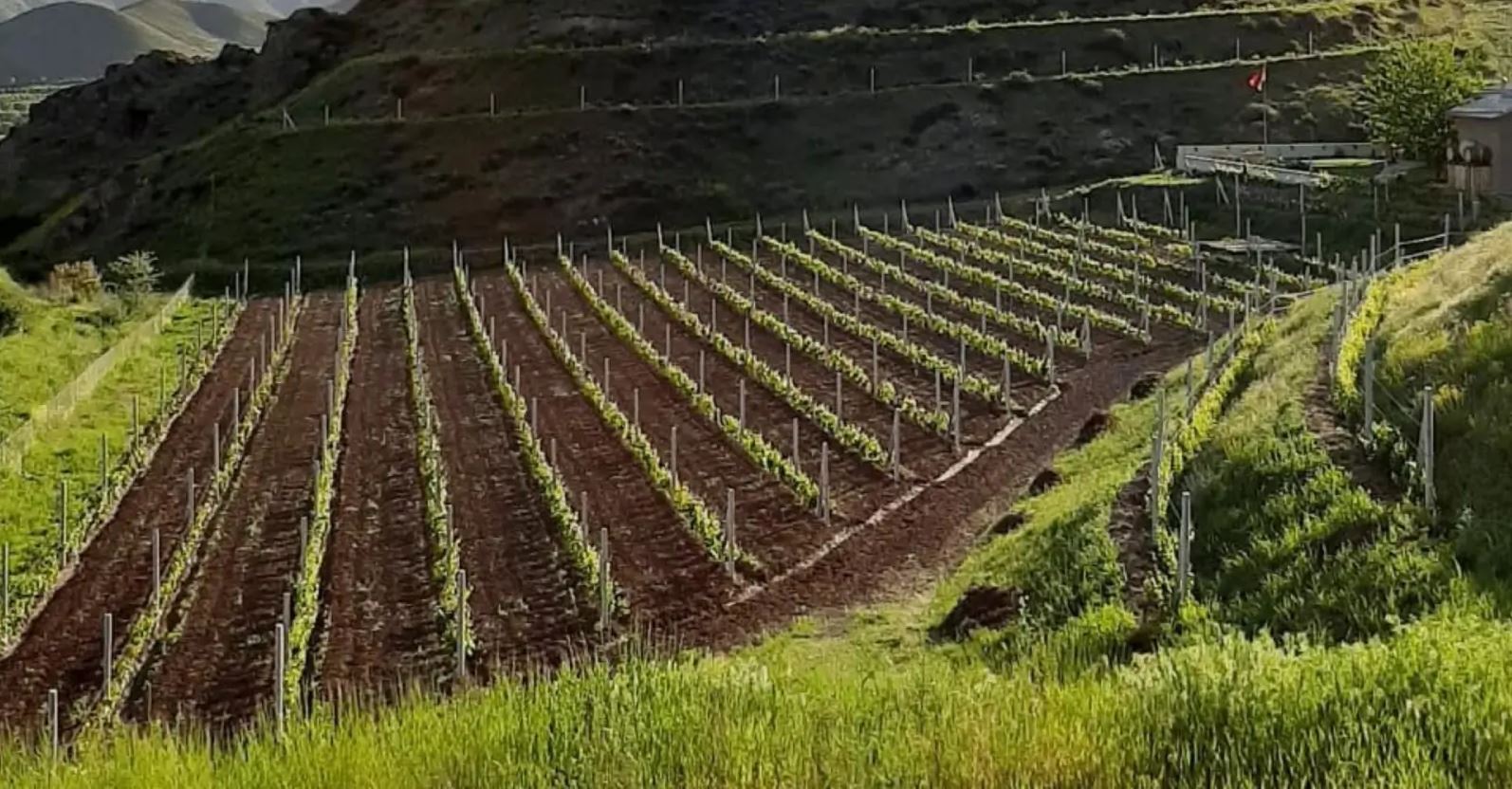 Vinice Old Bridge – vysokohorské výsadby Areni Noir