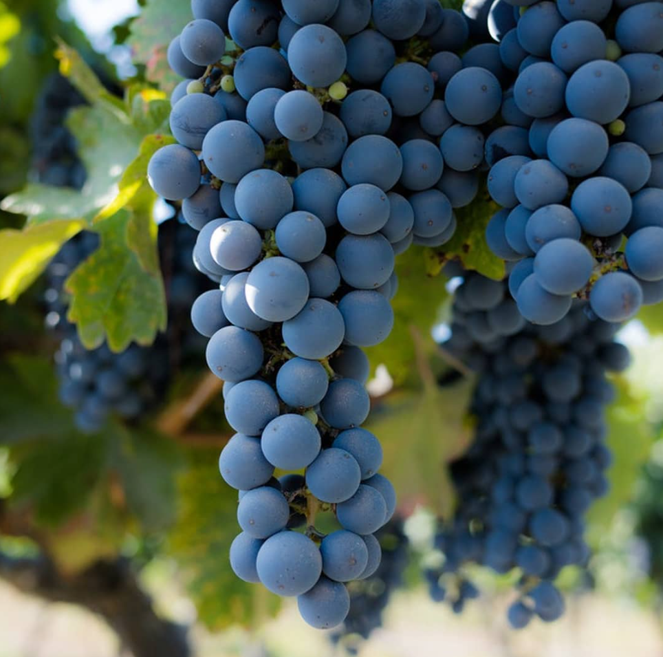 Old Bridge Areni Noir – vertikální set tří ročníků