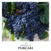 Pinot noir de purcari hrozen