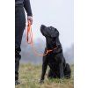 retriever leash feature 1