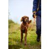 retriever leash feature 3