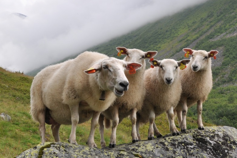 Jak prát oblečení z Merino vlny – nejen ponožky?