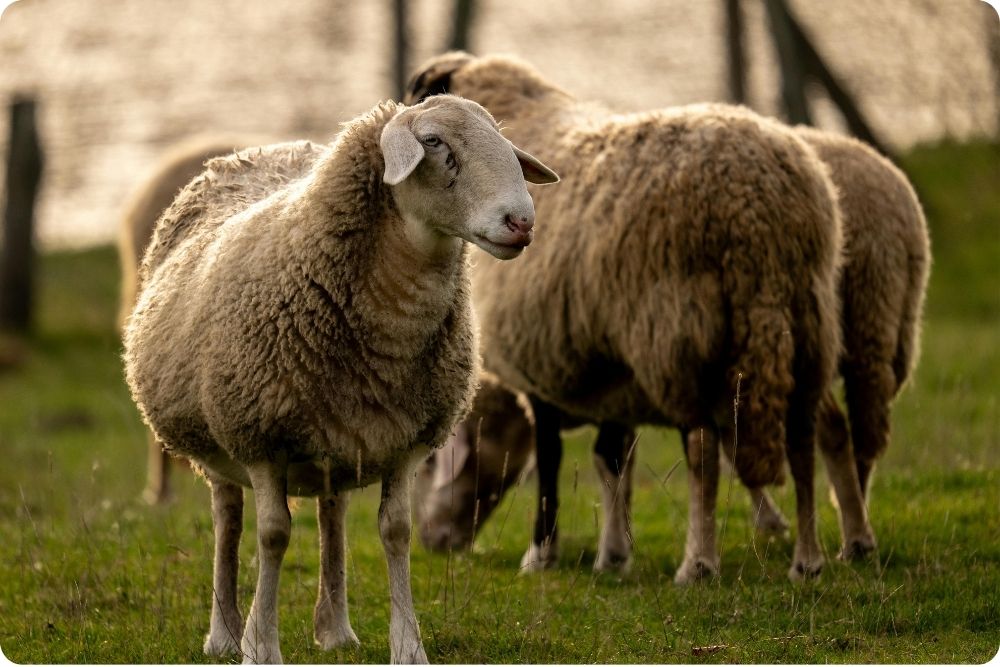 Merino vlna zdražuje. Co to znamená pro vás?