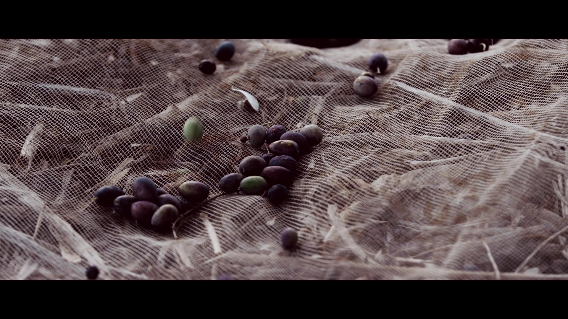 Olivy při sklizni – záběr z filmu NOSTRUM VIA WELLNESS