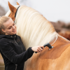 NOVAFON power cavallo