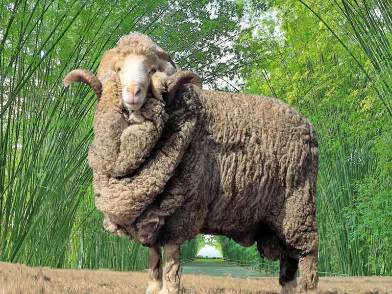 Srovnání merino ponožek a bambusových ponožek