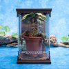 harry potter magical creatures soska mandragora 6a0ae53ca4e6b
