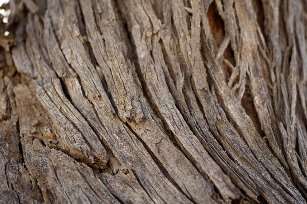 Dřevo DESERT IRON WOOD 