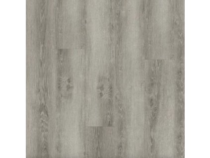 14168 1 Dub Japonský