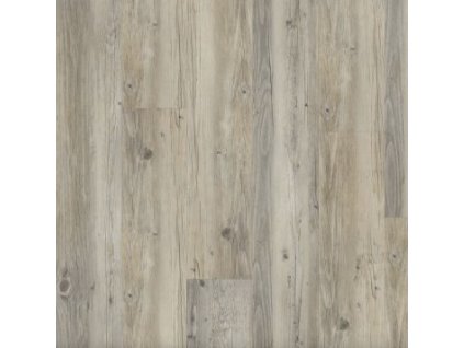 14128 1 Borovice Sibiřská