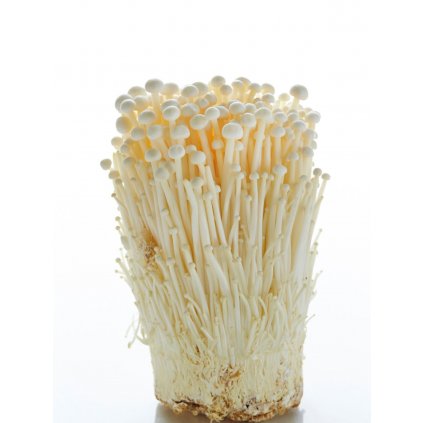 Houba Enoki zlaté 100gr MAOXIONG