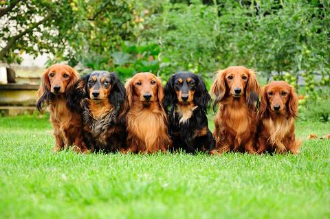 Jezevčík dlouhosrstý