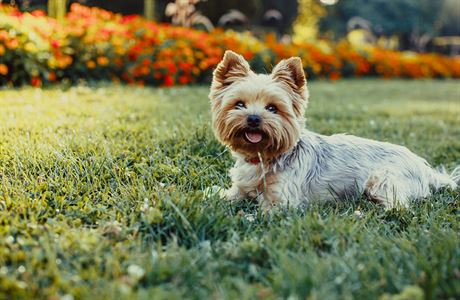 Jorkšírský teriér (Yorkshire terrier)
