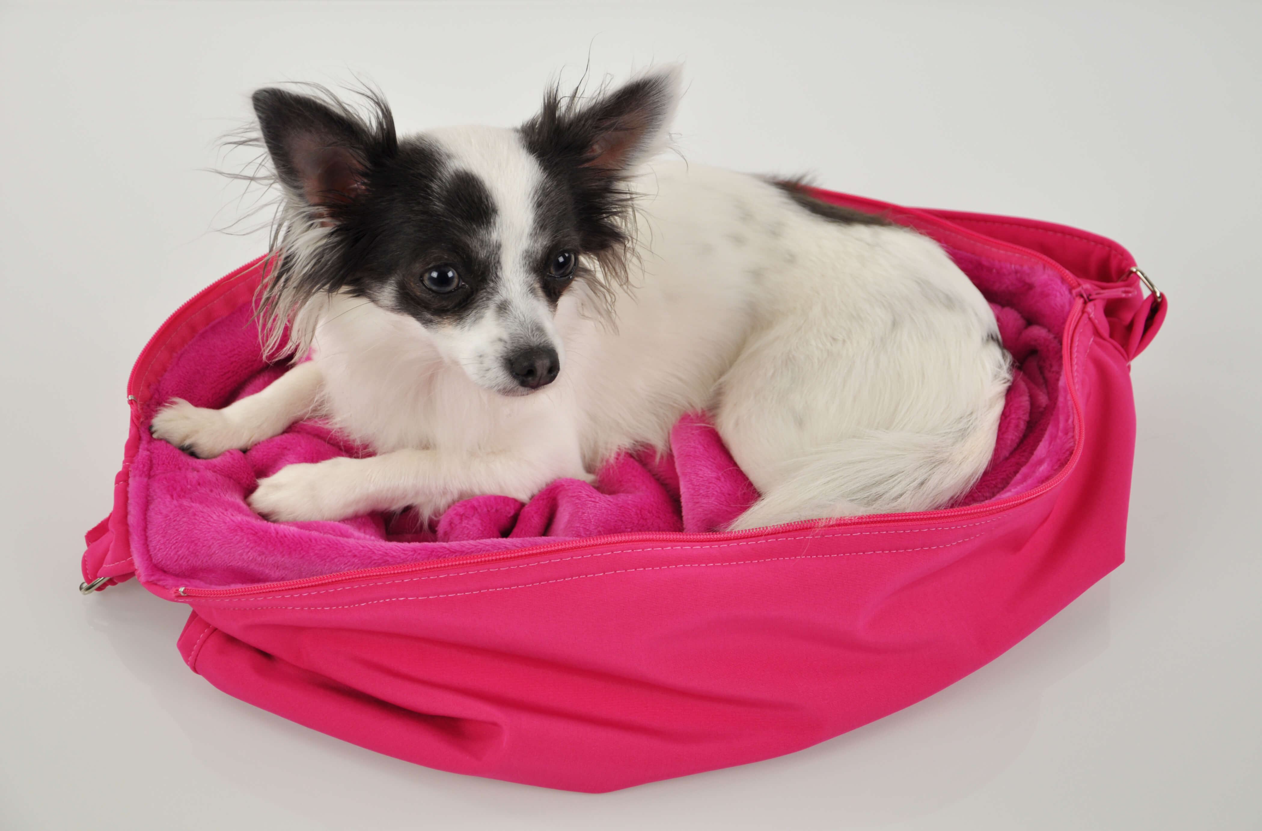 Čivava – Chihuahua