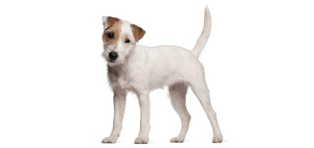Parson Russell teriér