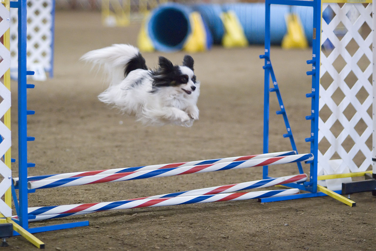 agility-ron-armstrong-from-helena-usa