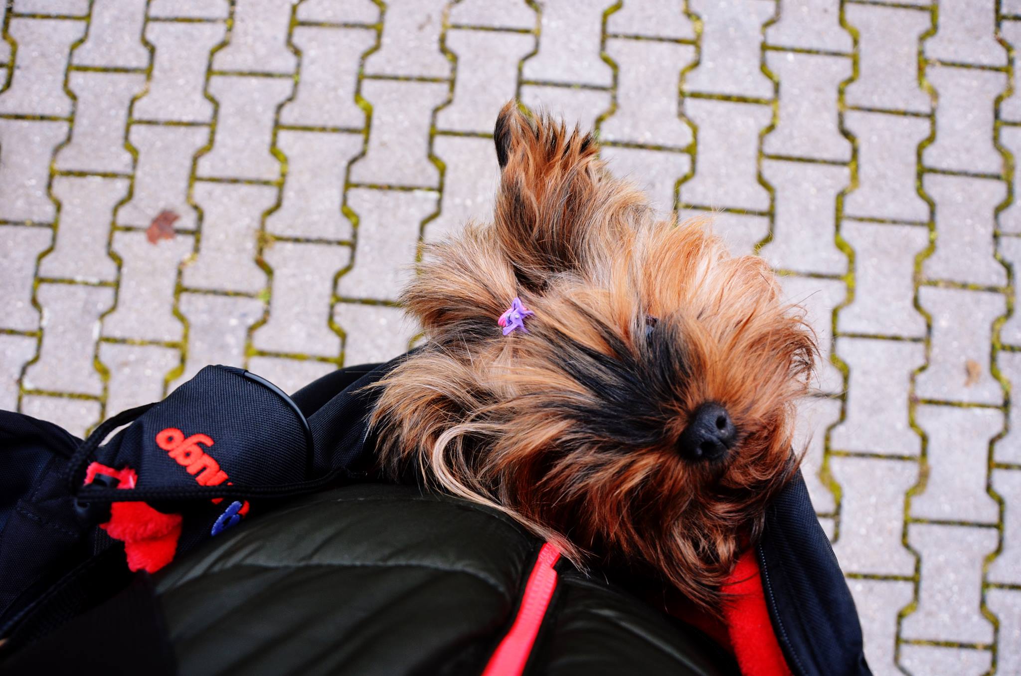 Jorkšírský teriér (Yorkshire terrier)