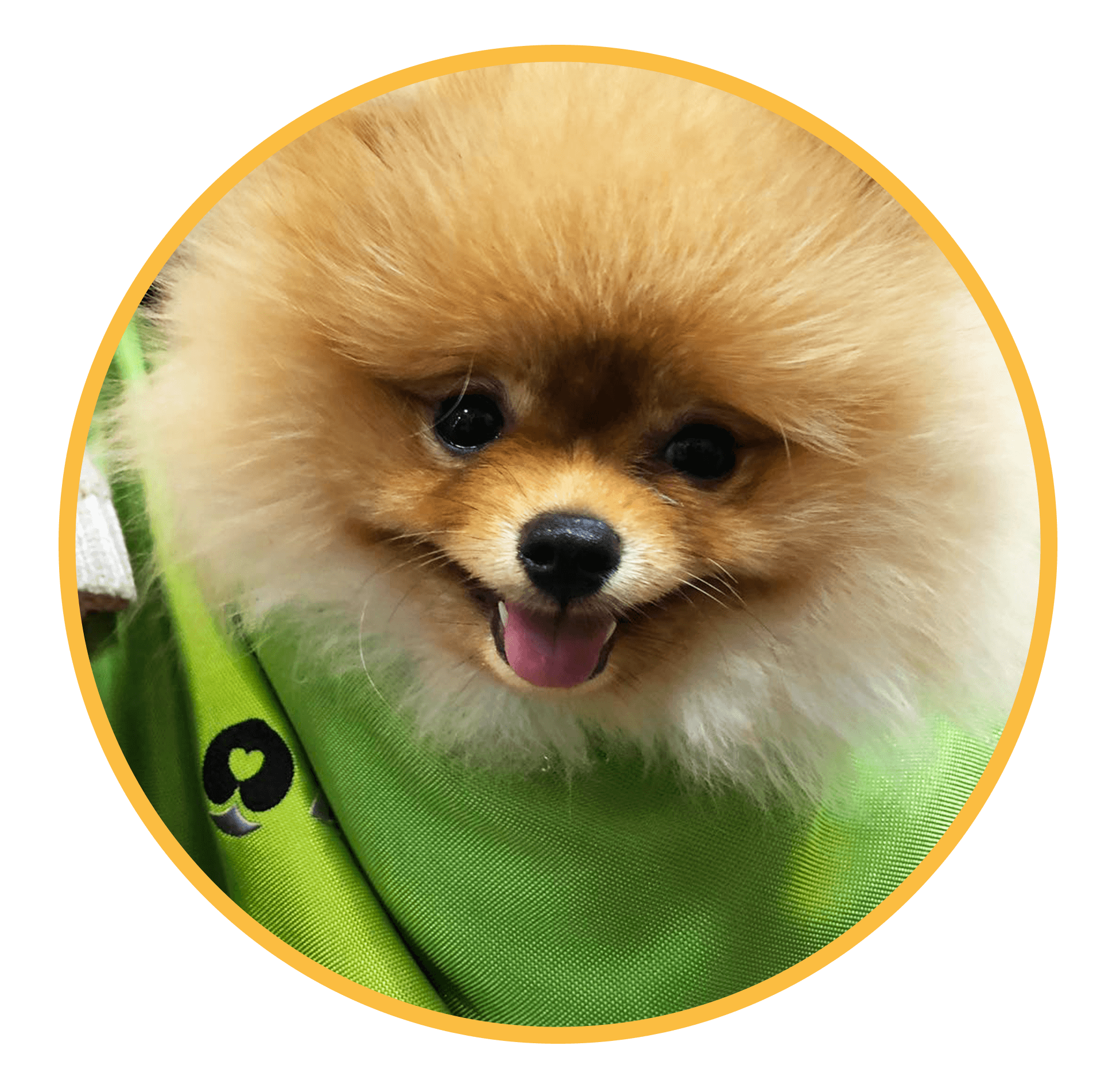 tasky-pro-psy-nugo-pomeranian