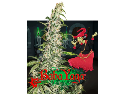 Baba Yaga (Balení semínek 10)