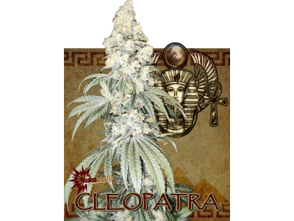 Cleopatra (Balení semínek 10)