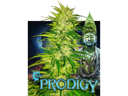 Prodigy (Balení semínek 10)