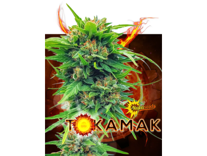 Tokamak (Balení semínek 10)