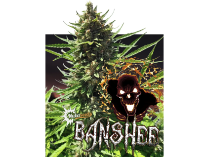 Banshee (Balení semínek 10)