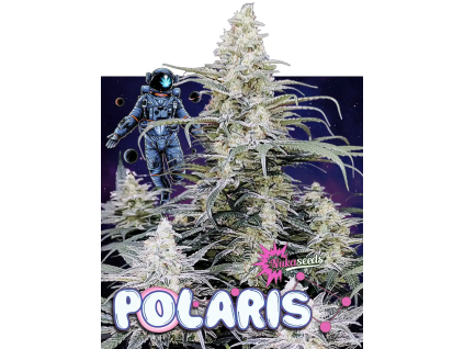 Polaris (Balení semínek 10)