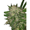 Captain Hash (Balení semínek 10)