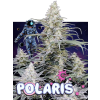 Polaris (Balení semínek 10)