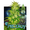 Prodigy (Balení semínek 10)