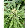 Fénix CBD (Balení semínek 10)