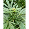 Fénix CBD (Balení semínek 10)