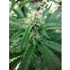 Fénix CBD (Balení semínek 10)