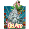 Gelato (Balení semínek 10)
