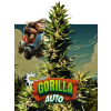 Gorilla Auto (Balení semínek 10)