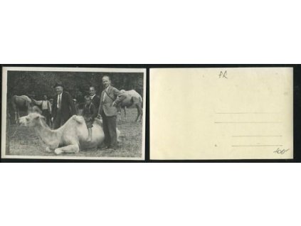 PŘEROV: Velbloudi a lidé.