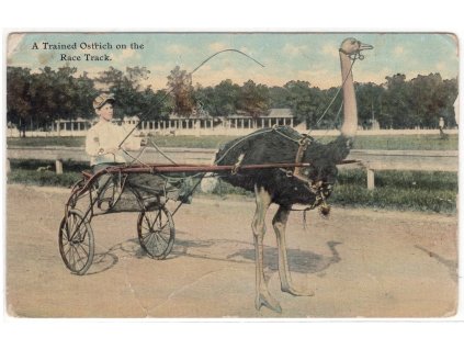 USA. A Trained Ostrich on the Race Track.