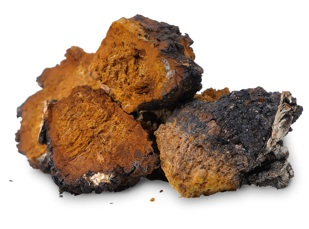 Chaga extract 100 kapslí NUPREME Obrázek