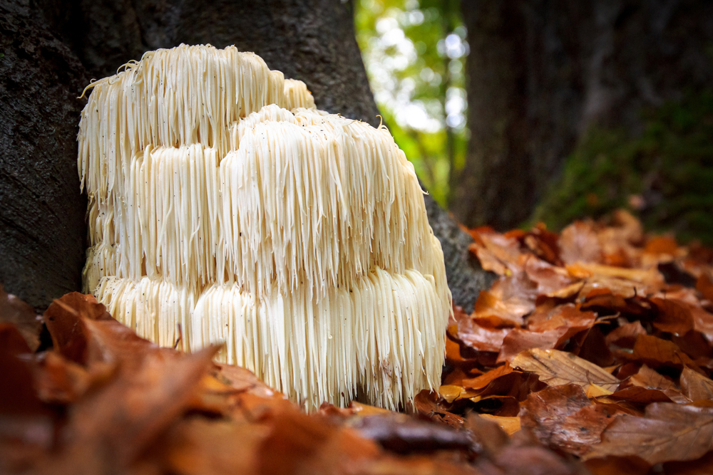Nupreme Hericium 100 kapsle Obrázek