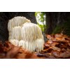 hericium nupreme extrakt 30% polysacharidů