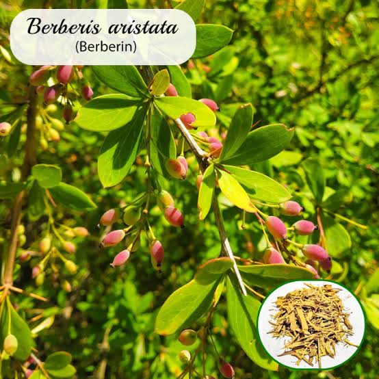 Berberín pre dlhý, zdravý a aktívny život